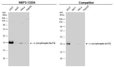 Western Blot: c-jun [p Ser73] Antibody [NBP3-13304]