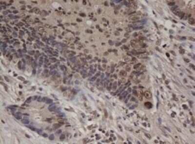 Immunohistochemistry: c-jun Antibody (OTI2D11) [NBP2-45470]
