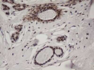Immunohistochemistry: c-jun Antibody (OTI2D11) [NBP2-45470]