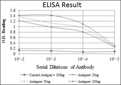 ELISA: c-jun Antibody (5B1) - BSA Free [NBP2-37576]