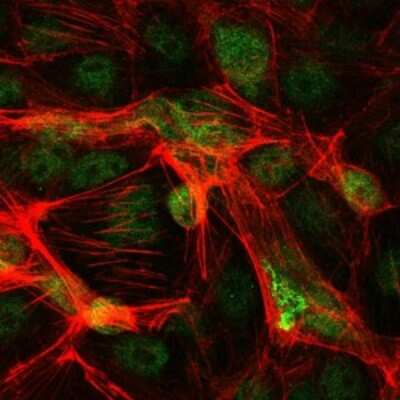 Immunocytochemistry/ Immunofluorescence: c-jun Antibody (5B1) - BSA Free [NBP2-37576]