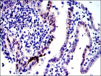 Immunohistochemistry-Paraffin: c-jun Antibody (5B1) - BSA Free [NBP2-37576]