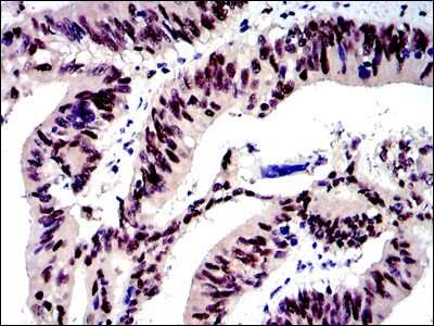 Immunohistochemistry-Paraffin: c-jun Antibody (5B1) - BSA Free [NBP2-37576]