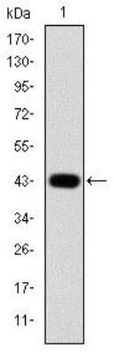 Western Blot: c-jun Antibody (5B1)BSA Free [NBP2-37576]