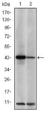 Western Blot: c-jun Antibody (5B1)BSA Free [NBP2-37576]