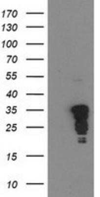 Western Blot: c-jun Antibody (OTI3G2)Azide and BSA Free [NBP2-71059]