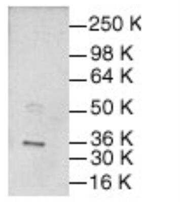 Western Blot: c-jun Antibody [NB600-1482]