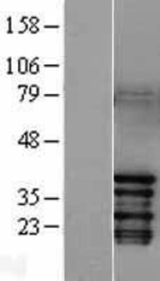 Western Blot: c-jun Overexpression Lysate [NBL1-12116]