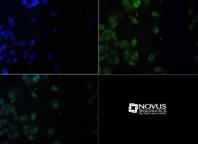 Immunocytochemistry/ Immunofluorescence: LAMTOR1 Antibody [NBP1-71689]