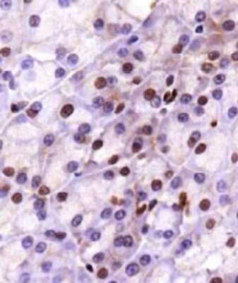 Immunohistochemistry: LAMTOR1 Antibody [NBP1-71689]