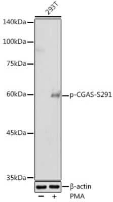 Western Blot: cGAS [p Ser291] AntibodyAzide and BSA Free [NBP3-16936]