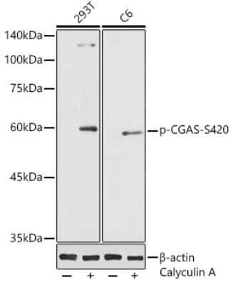 Western Blot: cGAS [p Ser420] AntibodyAzide and BSA Free [NBP3-16951]