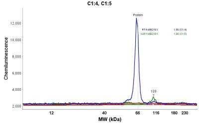 Simple Western: cGAS Antibody [NBP1-86761]