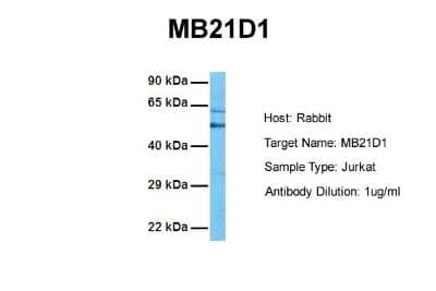 Western Blot: cGAS Antibody [NBP1-70755]