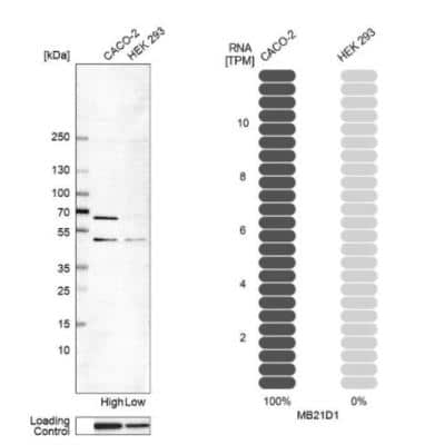 Western Blot: cGAS Antibody [NBP1-86761]