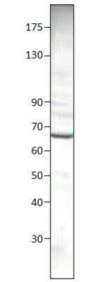 Western Blot: cGAS Antibody [NBP3-12459]