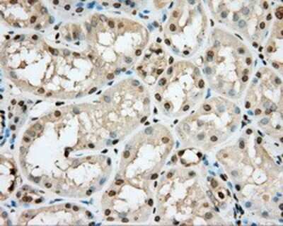 Immunohistochemistry-Paraffin: cGK1/PRKG1 Antibody (OTI9G4) [NBP2-02521]