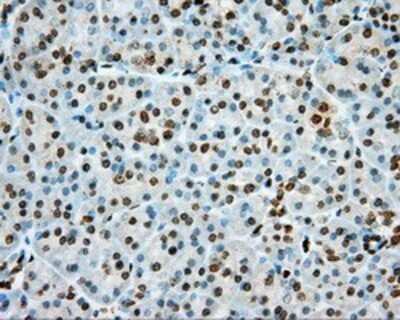 Immunohistochemistry-Paraffin: cGK1/PRKG1 Antibody (OTI9G4) [NBP2-02521]