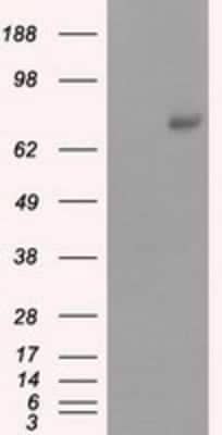 Western Blot: cGK1/PRKG1 Antibody (OTI9G4) [NBP2-02521]