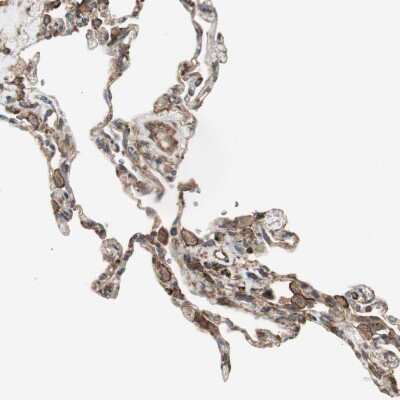 Immunohistochemistry-Paraffin: cGK1/PRKG1 Antibody [NBP1-87289]
