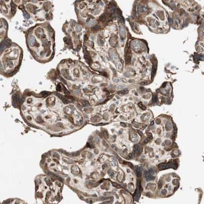 Immunohistochemistry-Paraffin: cGK1/PRKG1 Antibody [NBP1-87289]