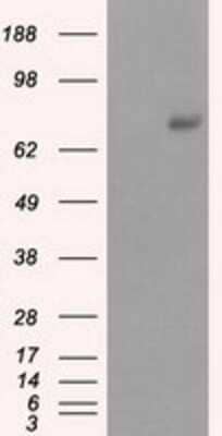 Western Blot: cGK1/PRKG1 Antibody (OTI9G4)Azide and BSA Free [NBP2-71227]