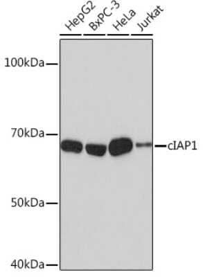 Western Blot: cIAP-1/HIAP-2 Antibody (2L0W9) [NBP3-15860]