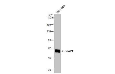Western Blot: cIAP-1/HIAP-2 Antibody (HL1045) [NBP3-13700]