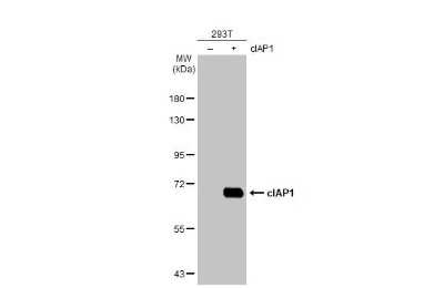 Western Blot: cIAP-1/HIAP-2 Antibody (HL1045) [NBP3-13700]