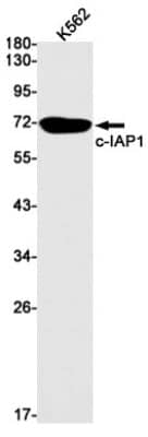 Western Blot: cIAP-1/HIAP-2 Antibody (S01-1C5) [NBP3-19605]