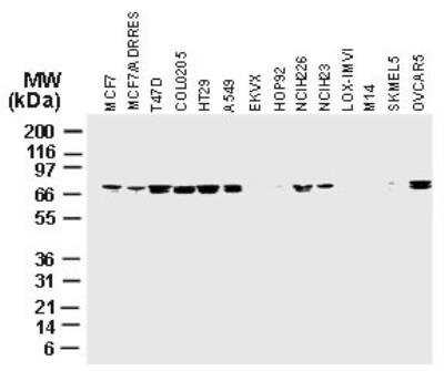 Western Blot: cIAP-1/HIAP-2 Antibody [NB100-56128]