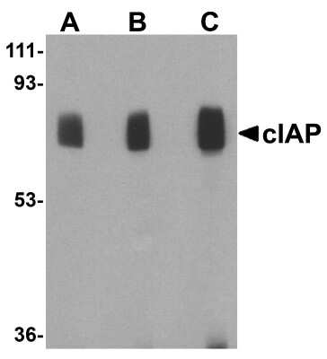 Western Blot: cIAP-1/HIAP-2 AntibodyBSA Free [NBP1-77193]