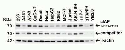 Western Blot: cIAP-1/HIAP-2 AntibodyBSA Free [NBP1-77193]