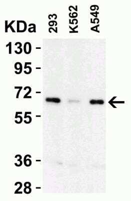 Western Blot: cIAP-1/HIAP-2 AntibodyBSA Free [NBP1-77193]
