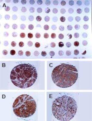 Immunohistochemistry: cIAP-2/HIAP-1 Antibody [NB100-56132]