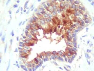 Immunohistochemistry: cIAP-2/HIAP-1 Antibody - BSA Free [NBP1-27972]