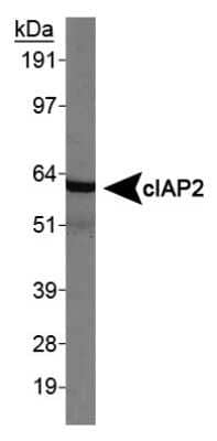 Western Blot: cIAP-2/HIAP-1 AntibodyBSA Free [NBP1-27972]