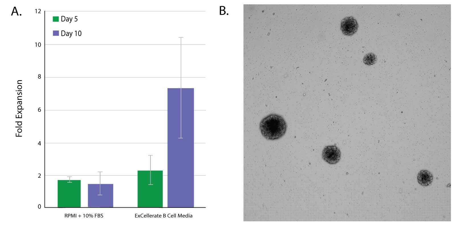 ExCellerate B Cell Media Improves Expansion_CCM031