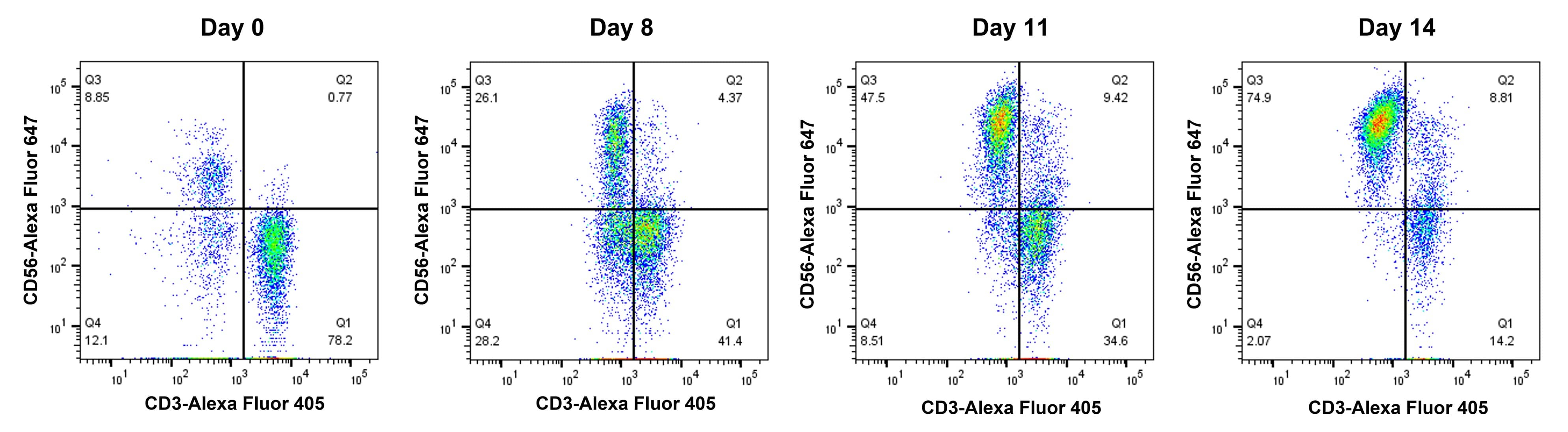 Flow cytometry data of expanded human NK cells at 0, 8, 11, and 14 days.