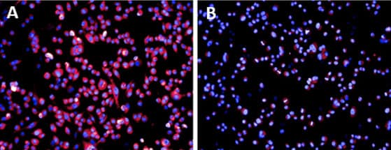 Application of CELT-211 in CHO cells expressing the human 5HT2BR.