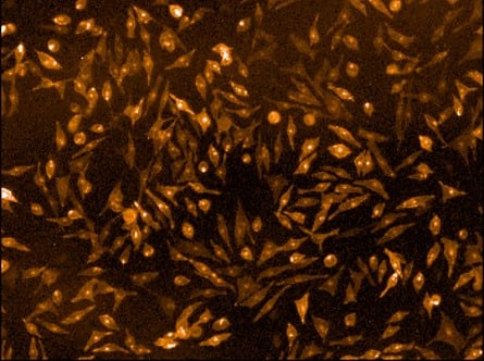 Application of CELT-426 (100 nM) in CHO cells.