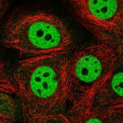 Immunocytochemistry/ Immunofluorescence: cleavage stimulation factor Antibody [NBP2-57707]