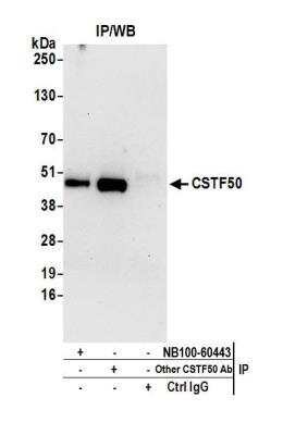 Immunoprecipitation: cleavage stimulation factor Antibody [NB100-60443]
