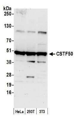 Western Blot: cleavage stimulation factor Antibody [NB100-60443]