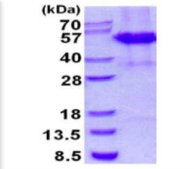 SDS-PAGE: Recombinant Human cleavage stimulation factor His Protein [NBP1-98871]