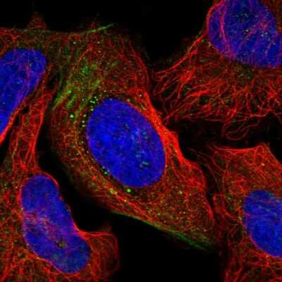 Immunocytochemistry/ Immunofluorescence: coiled-coil domain containing 53 Antibody [NBP2-38406]