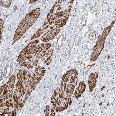 Immunohistochemistry: coiled-coil domain containing 53 Antibody [NBP2-38406]