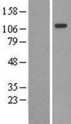 Western Blot: Contactin-4 Overexpression Lysate [NBL1-09336]