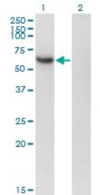 Western Blot: csl/RBPJK Antibody (4E12) [H00003516-M01]