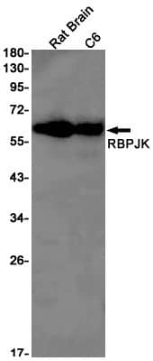 Western Blot: csl/RBPJK Antibody (S05-6G4) [NBP3-19759]